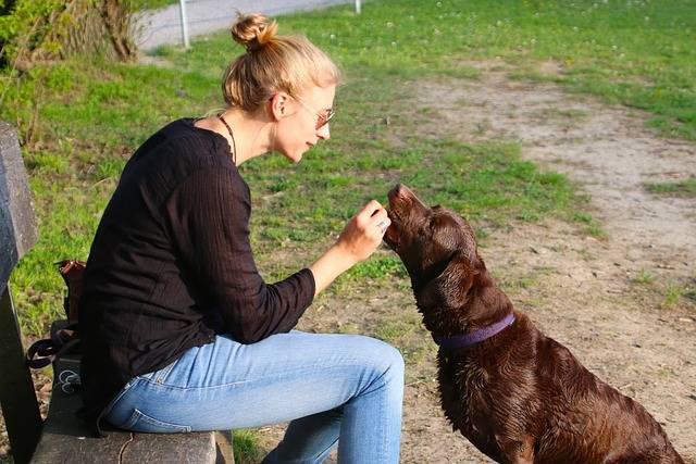 Alimentation pour chien : où trouver les meilleurs produits ?