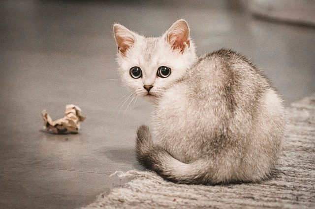 Comment rafraichir un chat ?