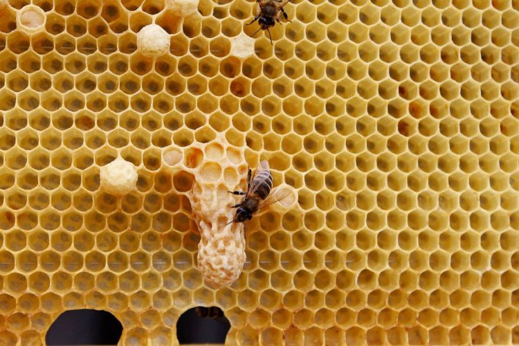 Les différentes façons de consommer la gelée royale et ses bienfaits