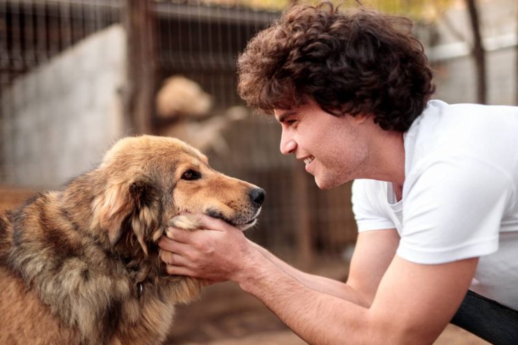 5 conseils pour adopter un nouveau chien