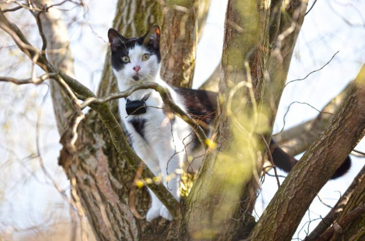 Quels critères pour choisir un collier GPS pour son chat ?