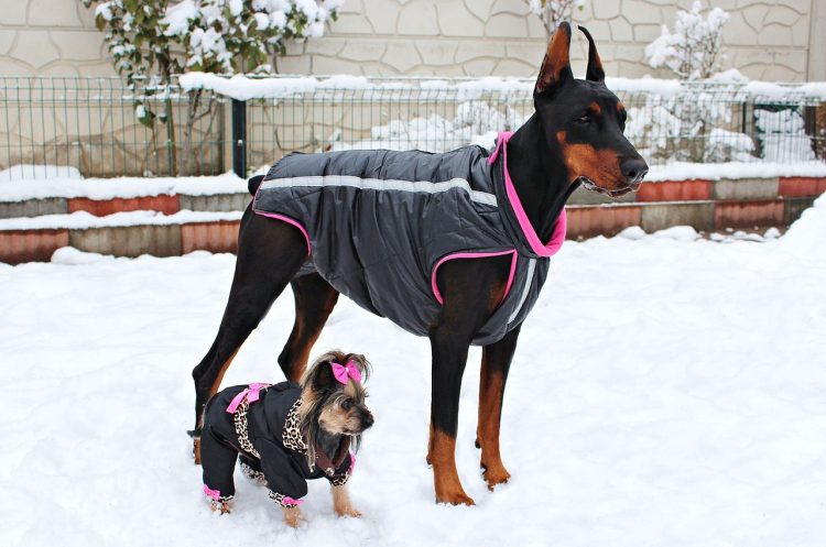 Les raisons d’habiller son chien
