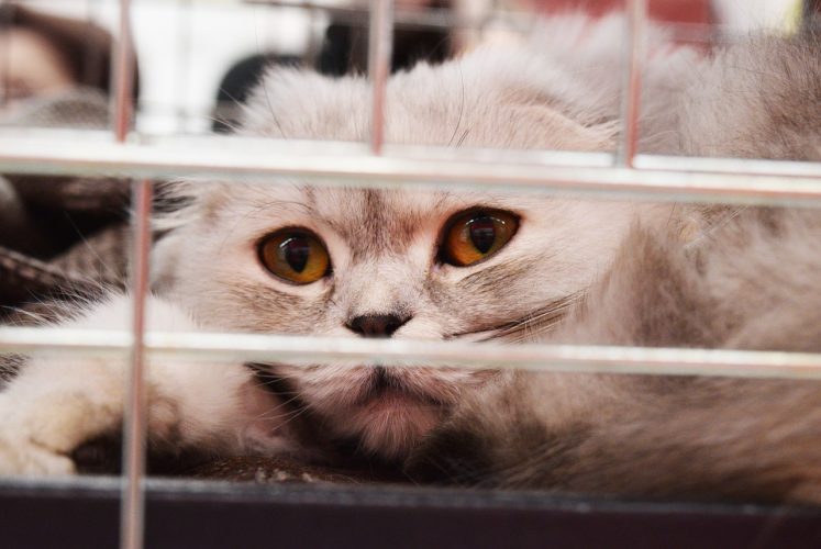 Traitement de l’anxiété des chats