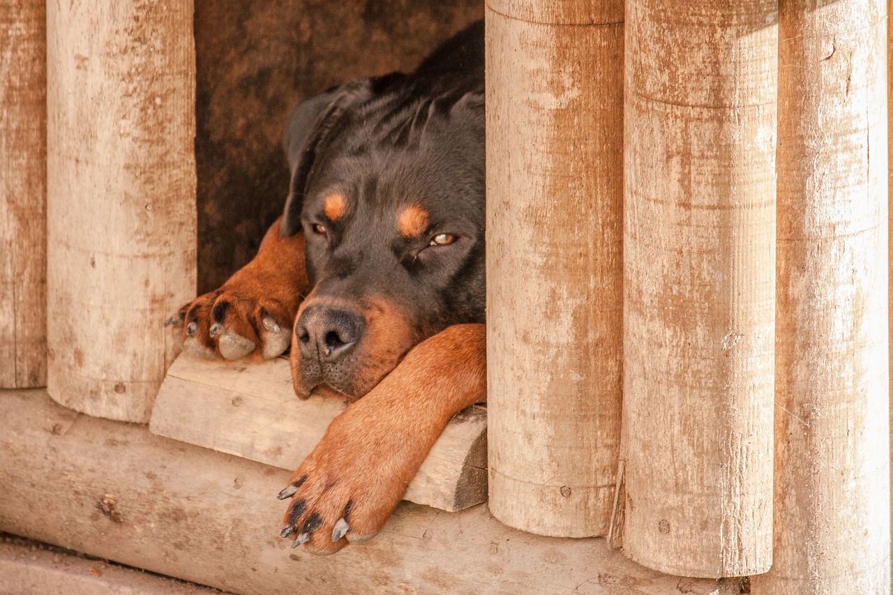 La niche idéale pour votre chien