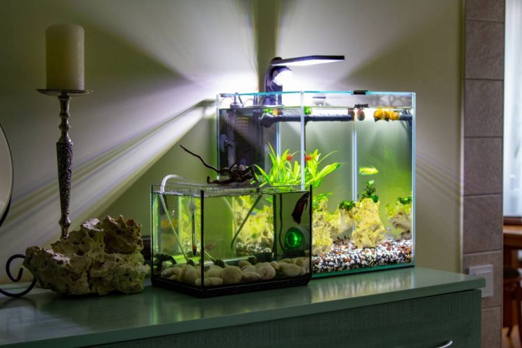 Comment aménager un aquarium d’eau de mer ?