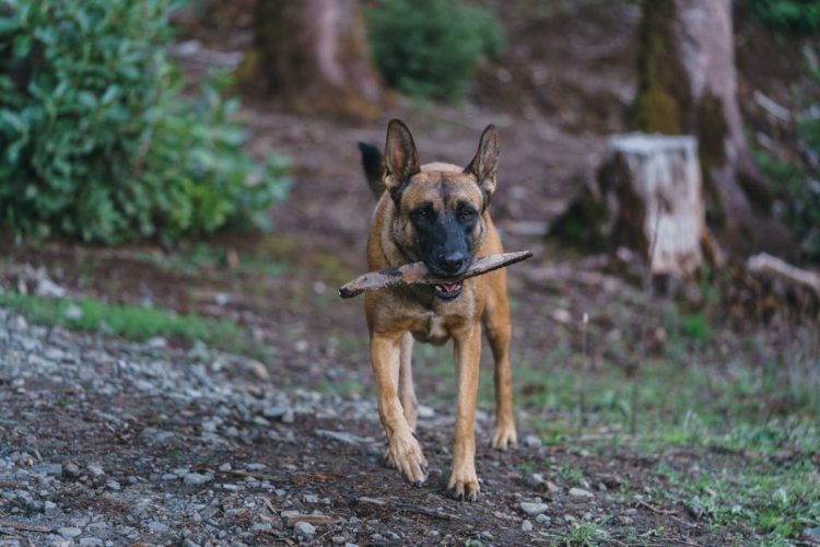 Pourquoi adopter un chien Malinois ?