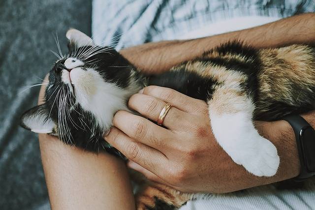 Comment financer les frais d’hospitalisation de votre animal de compagnie ?