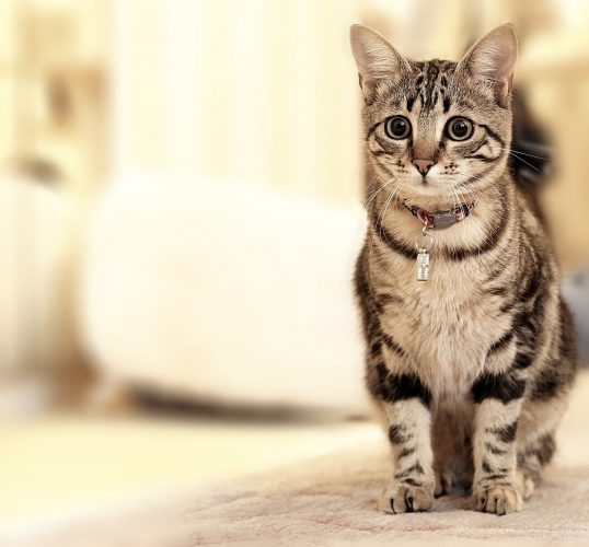 4 choses importantes à savoir sur l’administration de CBD aux chats
