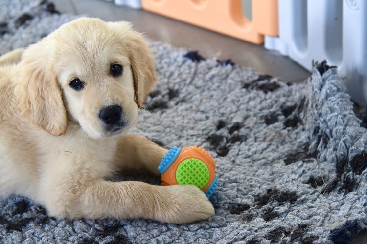 Animalerie en ligne: les 3 avantages!