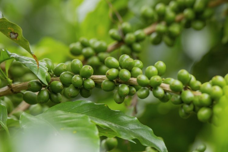 Découvrez les bienfaits du café vert