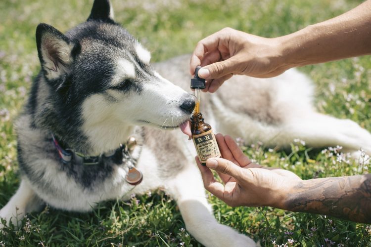 Chiens cbd : tout ce que vous devez savoir