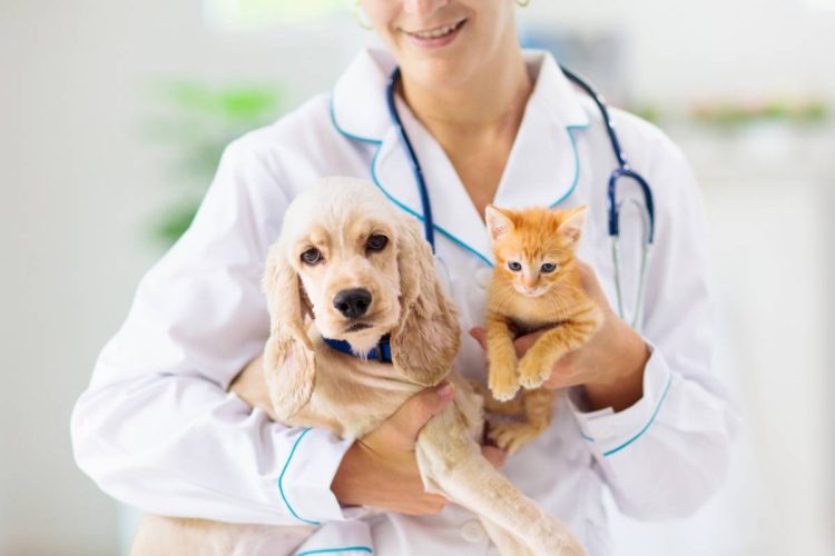 Peut-on se faire rembourser les frais vétérinaires ?