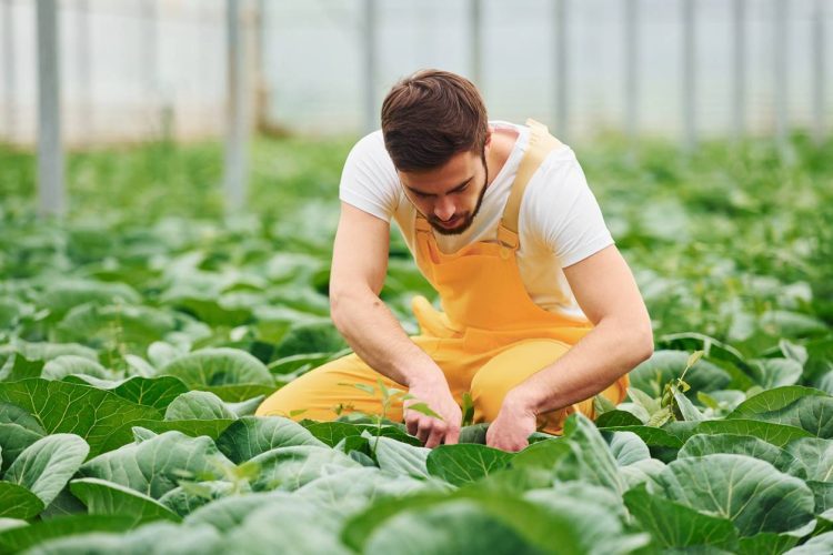 marketplace produits bio responsables achat
