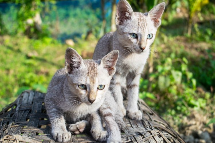 Quelle race de chat vous convient le mieux?
