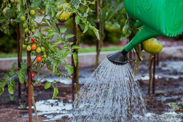 Arrosage de jardin : le guide qu’il vous faut