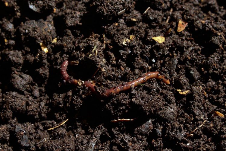 Les secrets pour faire un bon thé de compost