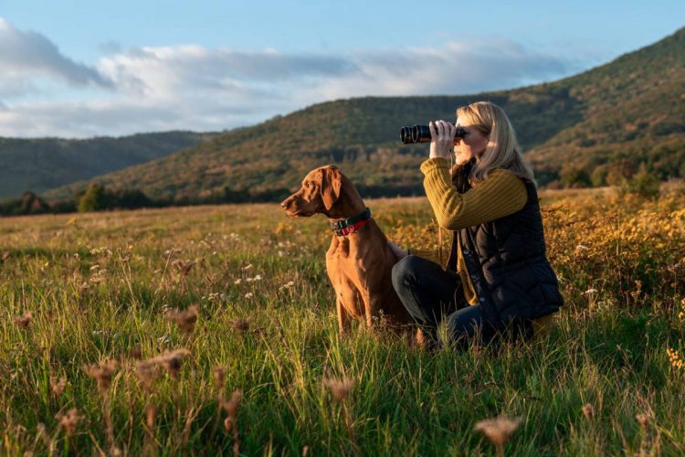 Les équipements pour chiens de chasse