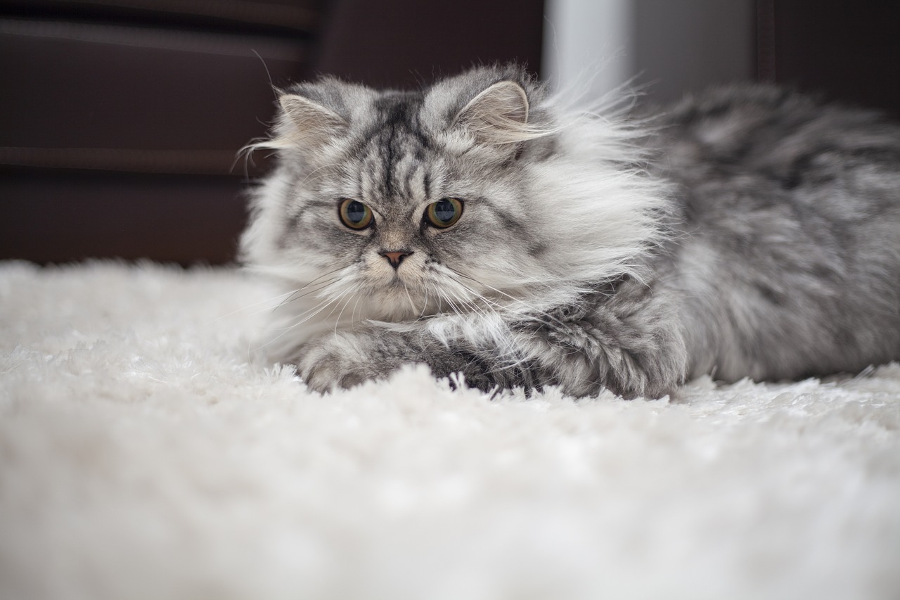 Chats Hitler : quels sont les particularités ?