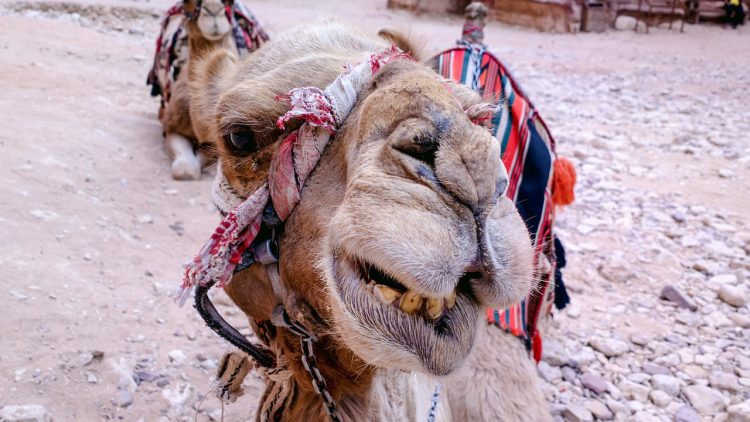 Le guide ultime pour voyager en train au Maroc