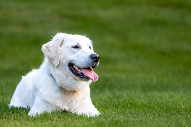 L’assurance santé pour les animaux de compagnie