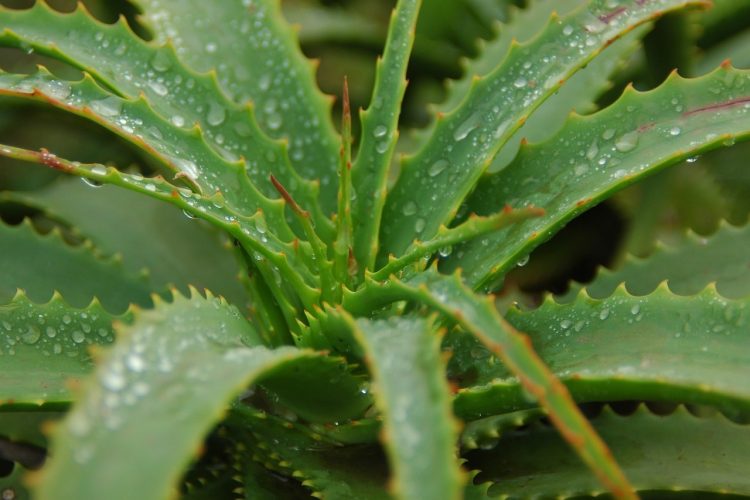 L’aloe Vera, une plante de choix pour vos cheveux