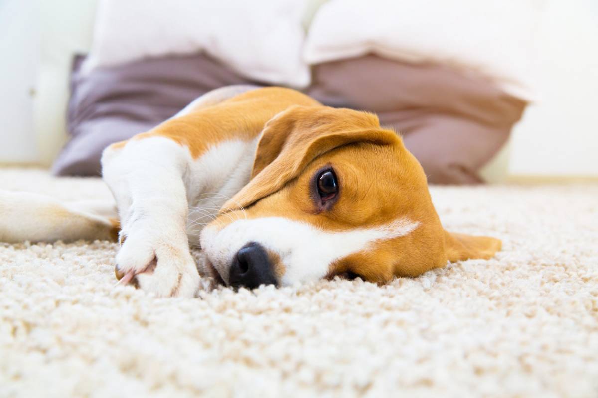 Que faire si votre chien a des problèmes digestifs ?
