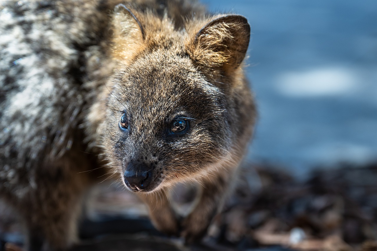 Le quokka : le nouvel animal favori du monde féminin