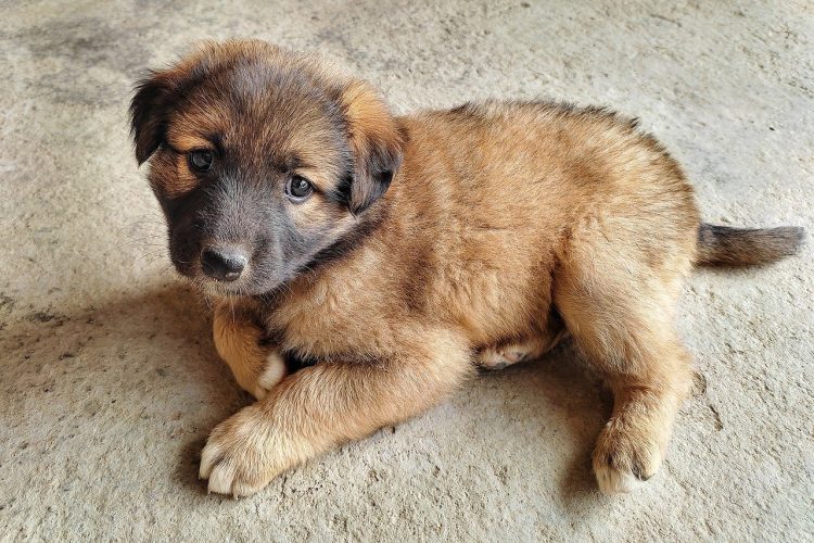 CBD chien : Réduire l’anxiété, la douleur et l’inflammation