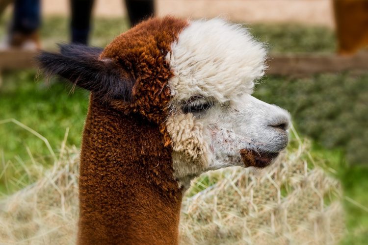 L’Alpaga, une matière parfaite pour les manteaux d’hiver!