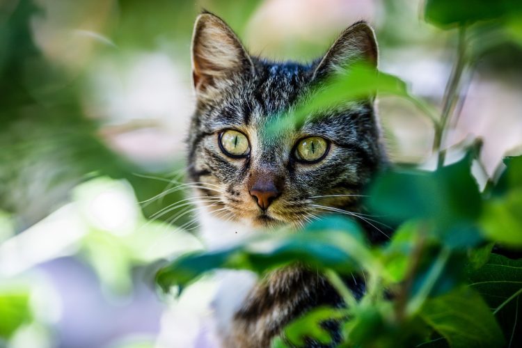 Est-ce que le CBD peut aider mon chat avec son cancer?