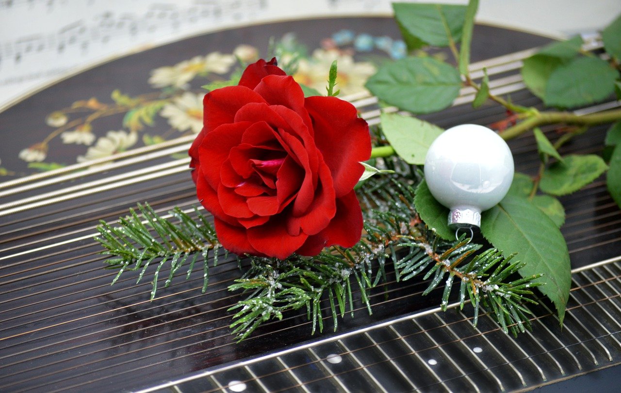 Les fleurs de Noël : symboles de joie et de tradition