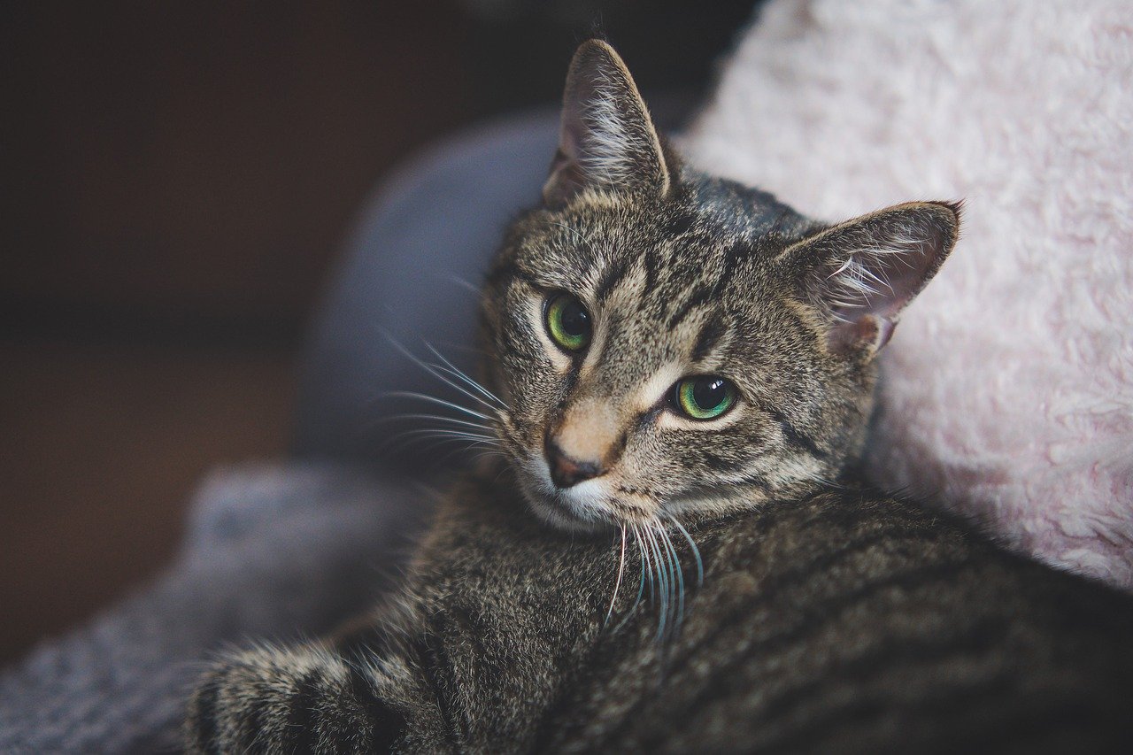 Comment gérer le stress de son chat lors d’un voyage ?