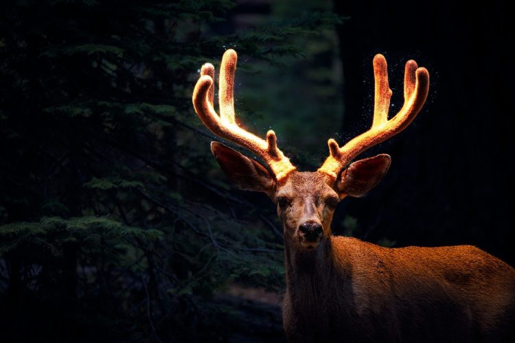Bois de cerf : Découvrez les 5 bienfaits pour votre chien!