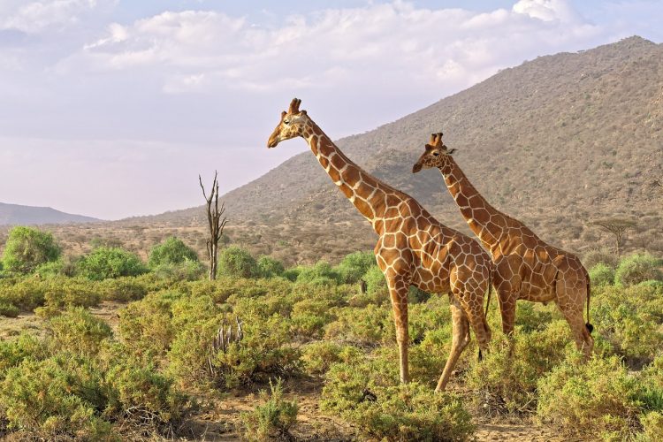 Les meilleures destinations pour les safaris en Afrique