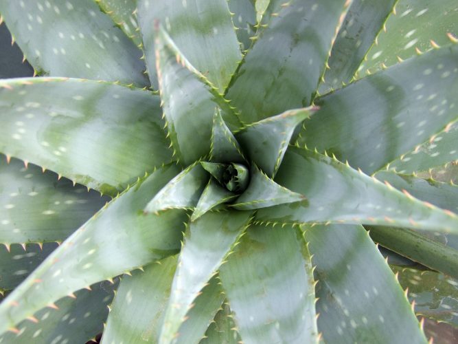 Le pouvoir de l’aloe vera : tout ce que vous devez savoir