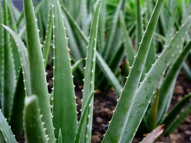 4 remèdes naturels contre les coups de soleil à la maison