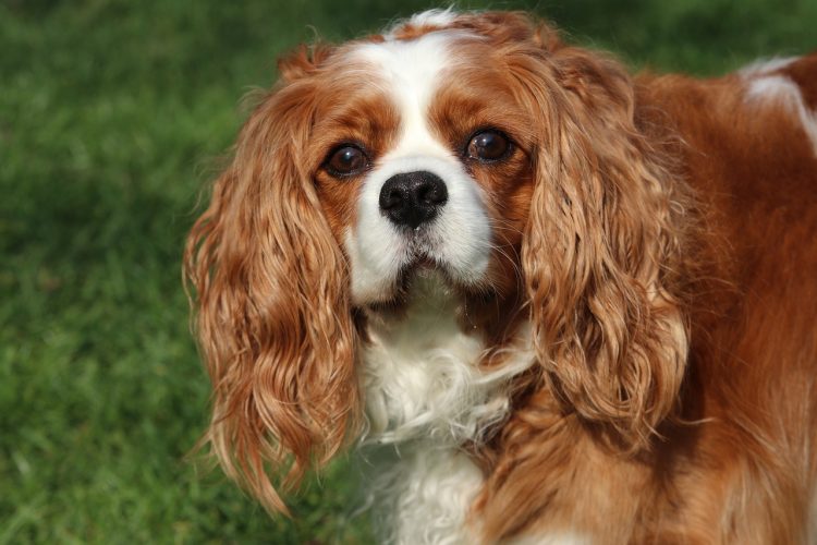 Comment nettoyer les oreilles de votre chien à la maison ?