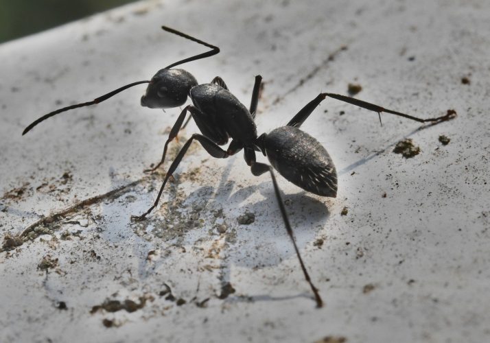 Apprenez comment éloigner les insectes de façon naturelle.
