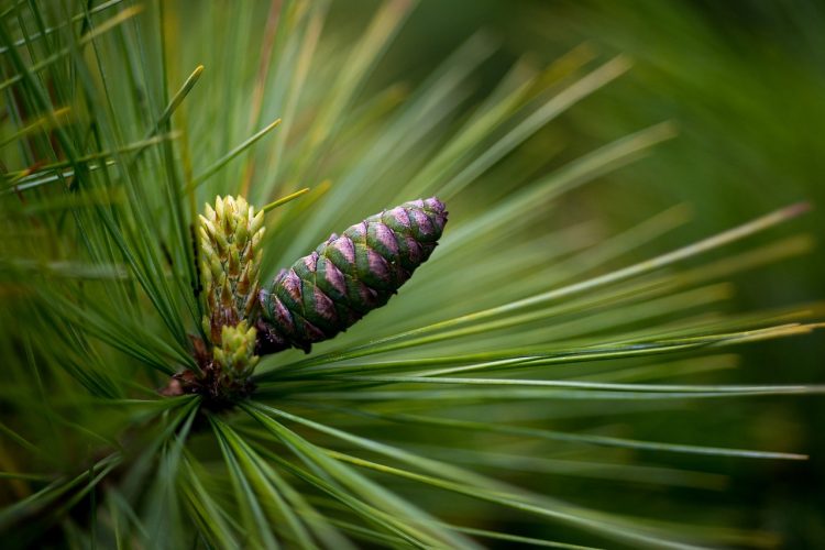 Bienfaits naturels du pin et des huiles essentielles de pin