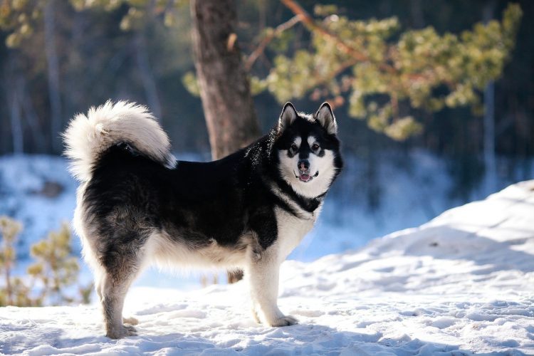 Malamute : Découvrez toutes ses particularités avant de l’adopter!