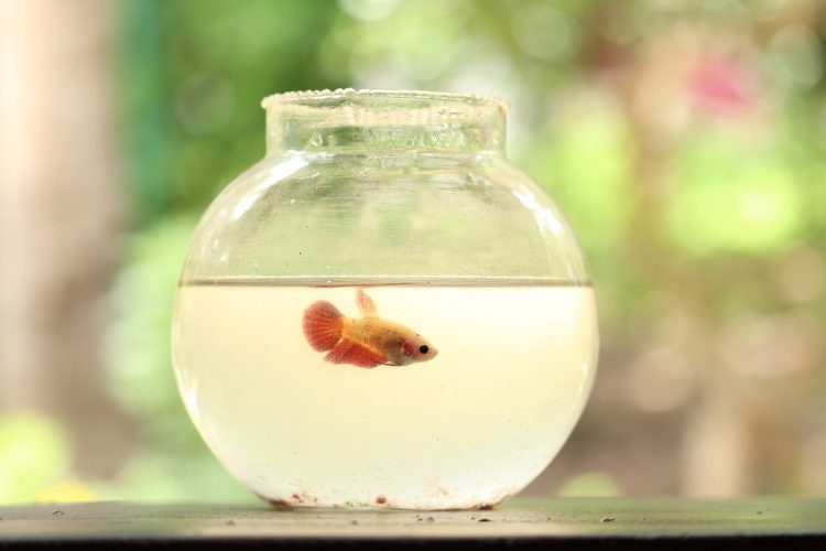 Les 5 animaux domestiques les plus pratiques à garder chez vous