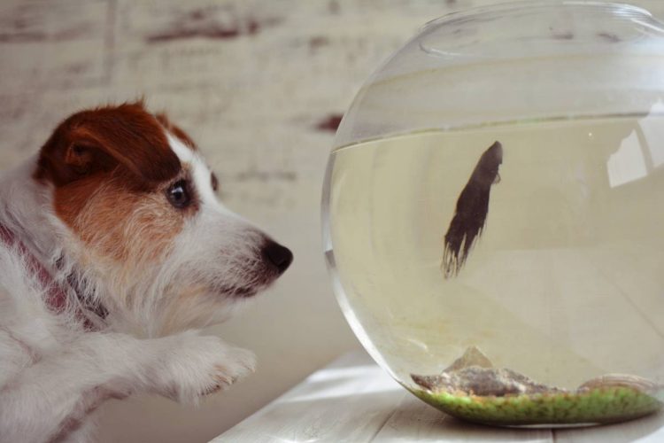 Quel animal de compagnie adopter et comment en prendre soin ?