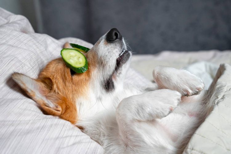 Les friandises pour chiens qui sont bonnes pour leur santé