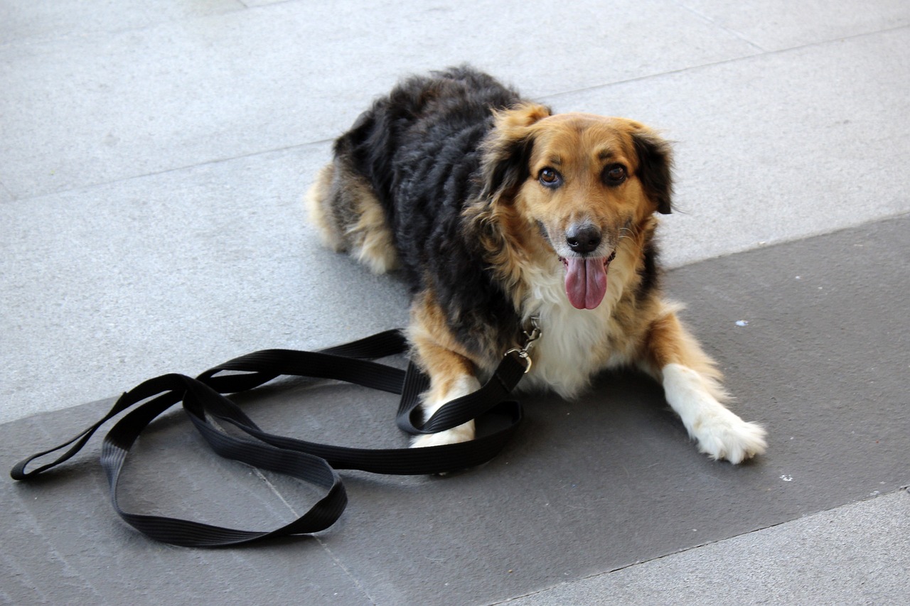 Devenir le meilleur ami de son chien : guide de l’éducation canine