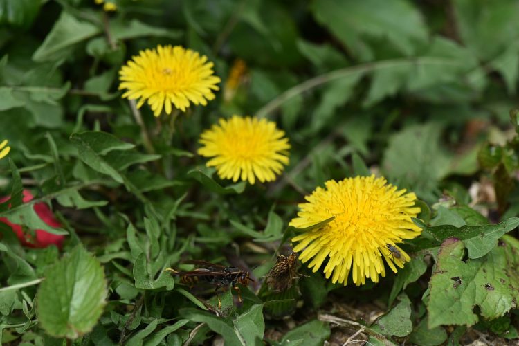 Bienfaits du pissenlit – légumes verts, racines et tisane de pissenlit