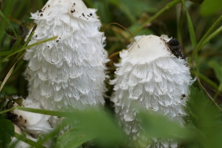Découvrez les bienfaits du champignon Hericium Erinaceus sur la santé