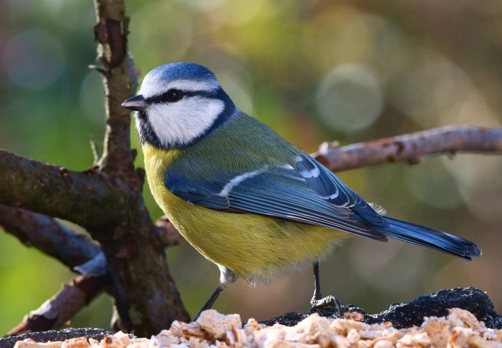 Comment attirer les oiseaux et les animaux sauvages dans votre jardin ?