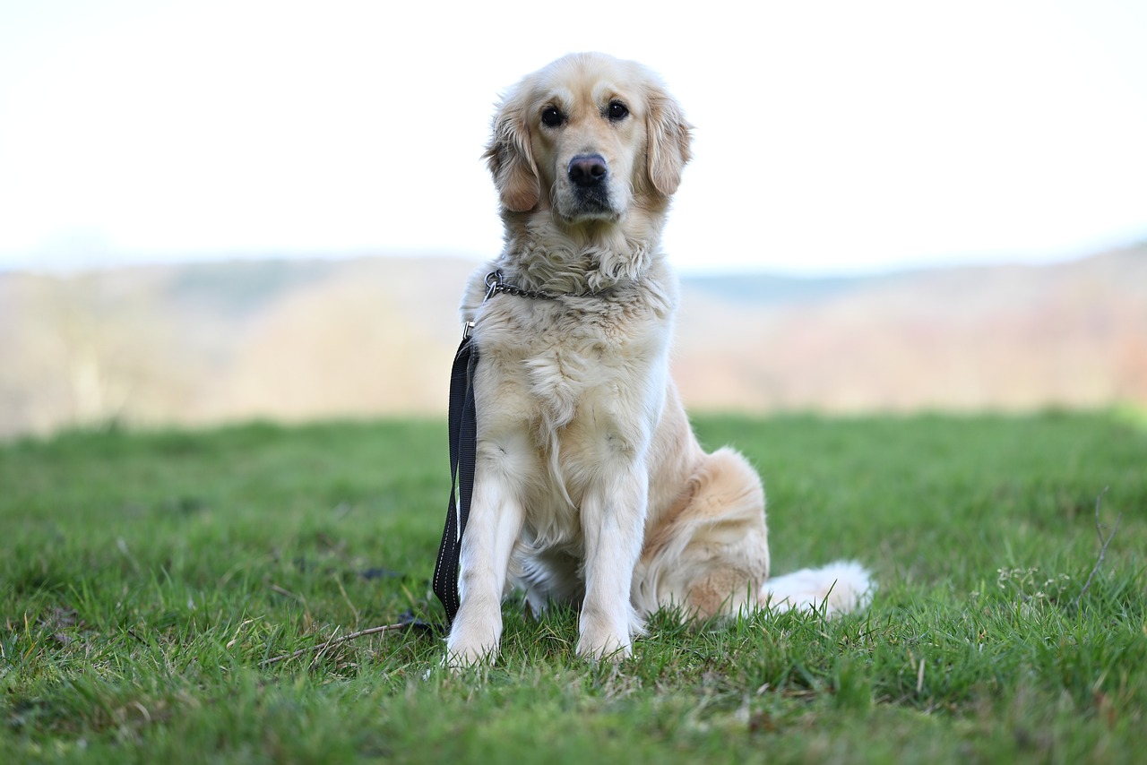 Les soins spécifiques pour votre chien sénior : ce que vous devez savoir