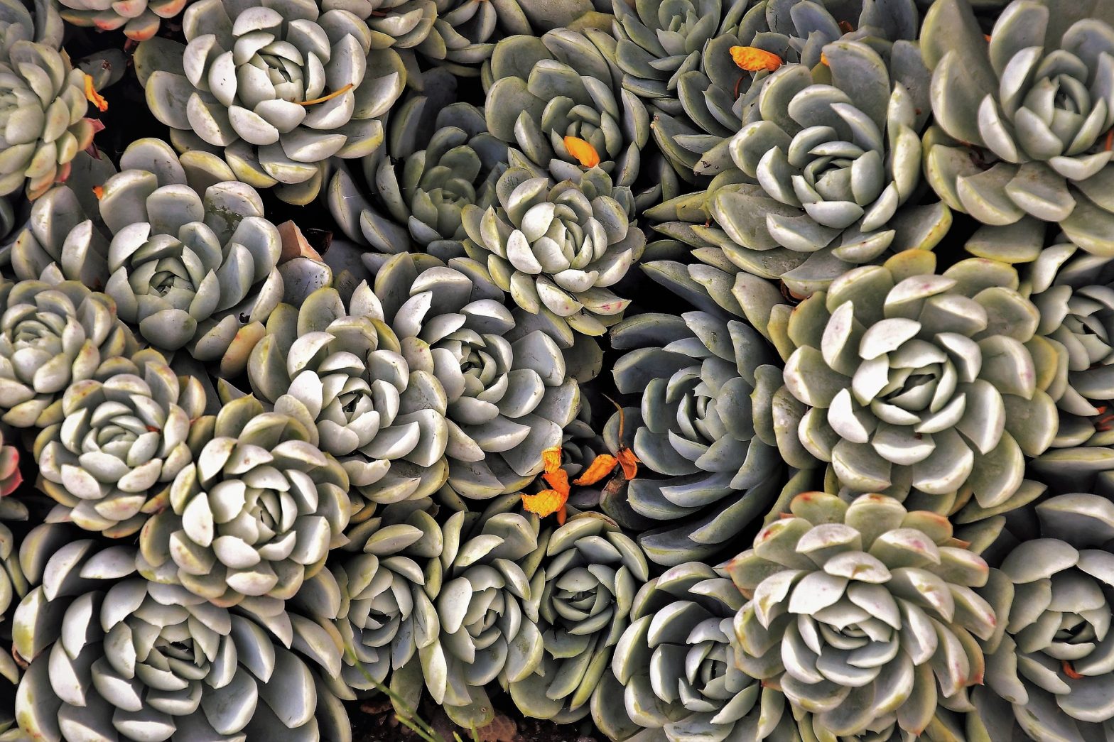 Comment réaliser un centre de table avec des plantes succulentes