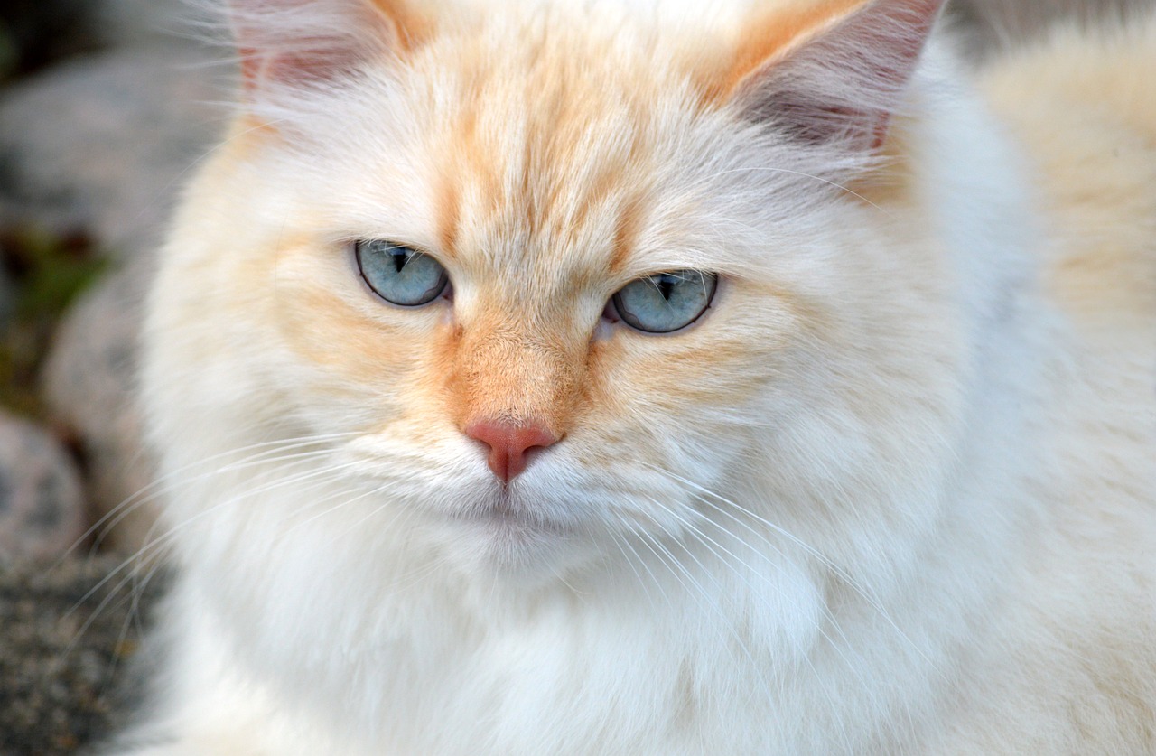 5 méthodes efficaces pour aider votre chat d’appartement à perdre du poids